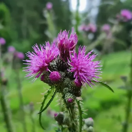 Lantgård D'muppemillen *